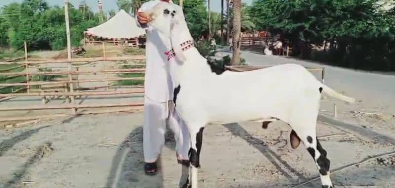 desi bakra for sale call me 03425820107 3