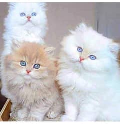 Persian cat My WhatsApp 03015880301