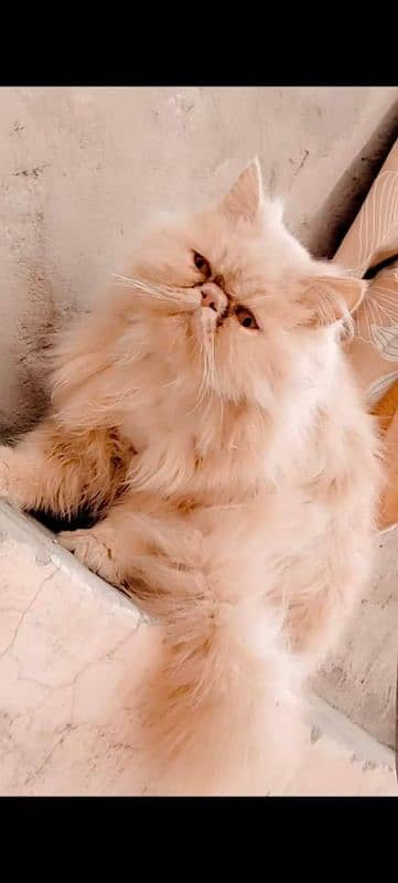 Persian cat My WhatsApp 03015880301 1