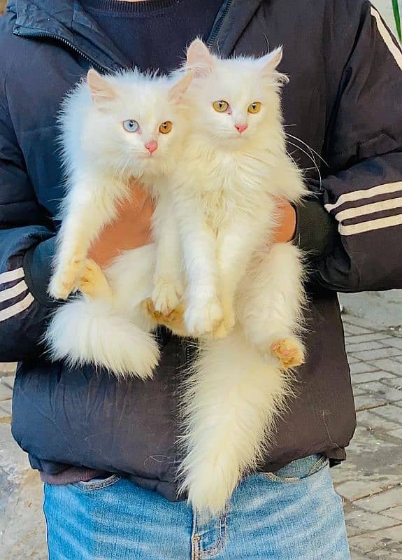 Persian cat My WhatsApp 03015880301 7