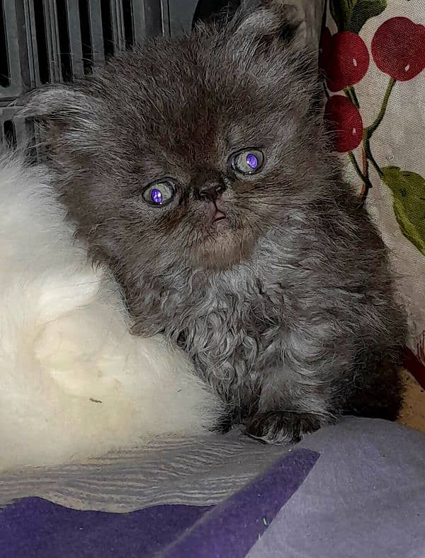 Persian cat My WhatsApp 03015880301 8