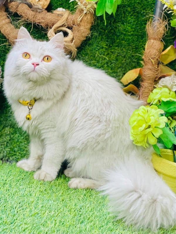 Persian cat My WhatsApp 03015880301 9