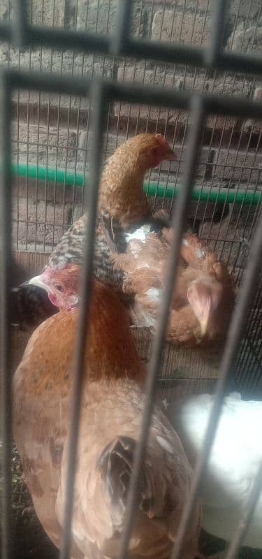 golden masri hens 2