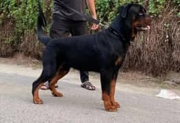 Sale Male Rottweiler