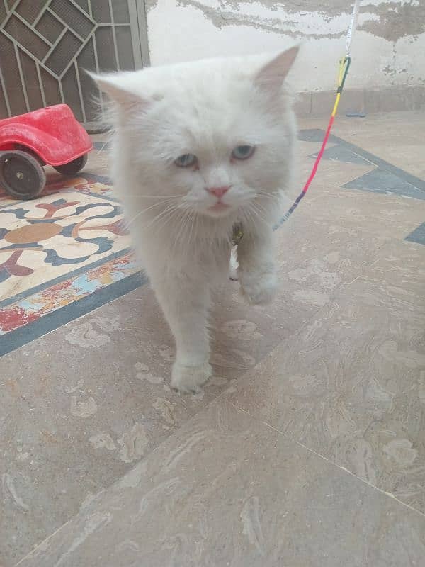 Persian cat 0