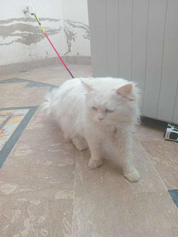 Persian cat 1