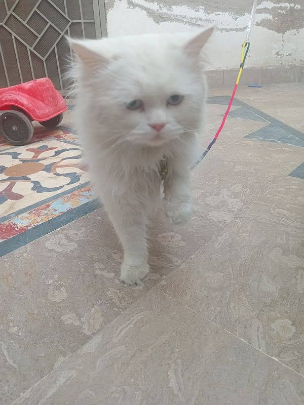 Persian cat 2