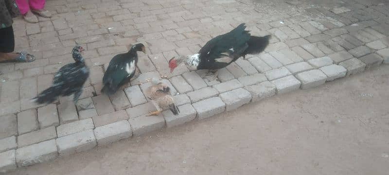 duck budakh 0