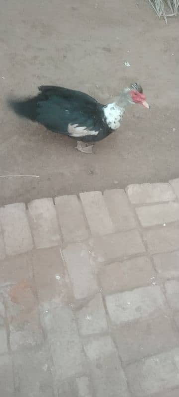 duck budakh 6