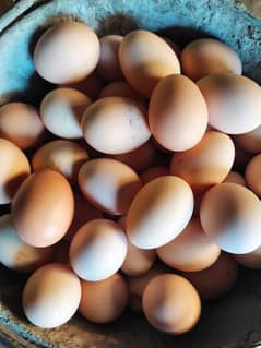 100% dasi fertile eggs for sale