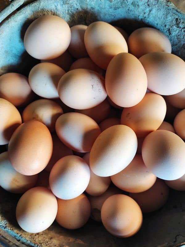 100% dasi fertile eggs for sale 0