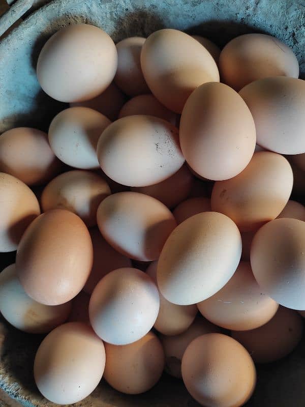 100% dasi fertile eggs for sale 1