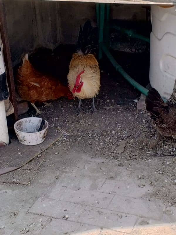 Beautiful hens and cock 3