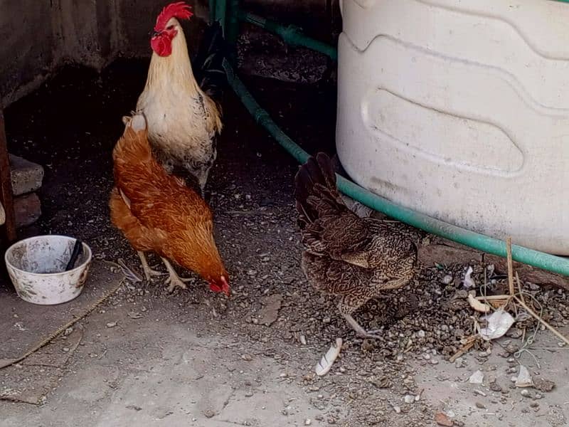 Beautiful hens and cock 5