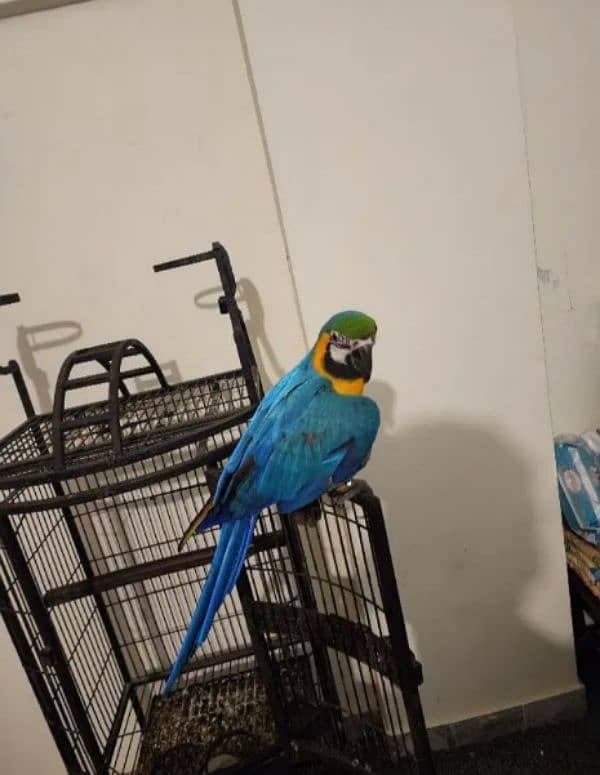 blue and gold Macau parrot chicks for sale Whatsapp number 03307595248 1