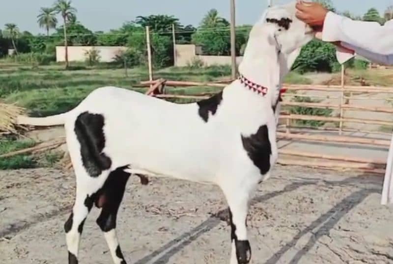 desi Bakra for sale WhatsApp number 03405872832) 0