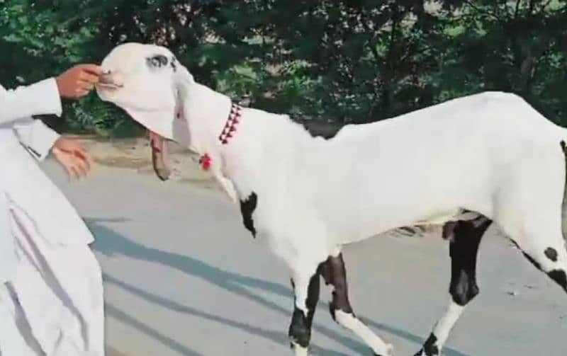 desi Bakra for sale WhatsApp number 03405872832) 1