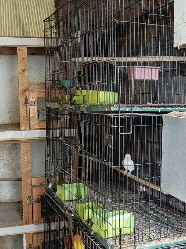 birds cage size 3x1.6 moveable +partition 1