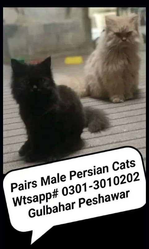 mb# 0,3,0,1-3,0,1,0,2,0,2 read ad fully Triple coat Persian male cats 0