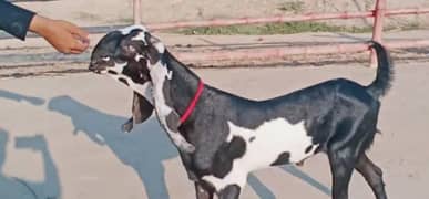 desi bakra for sale call me 03424065968