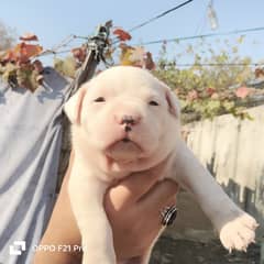 PITTBUL DOGS FEMALE 1 MONTH AGE