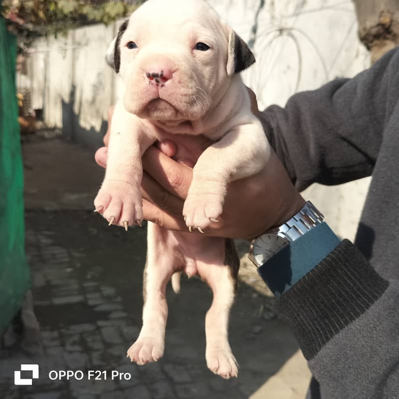 American Pit Bull Terrier Dog breed Female 6