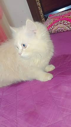 Female Persian cat