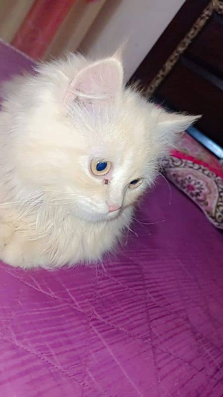 Female Persian cat 1