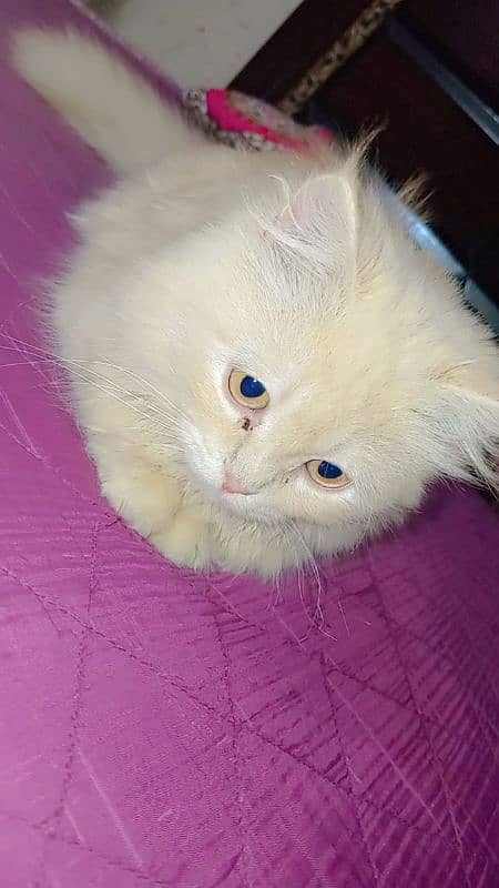 Female Persian cat 2