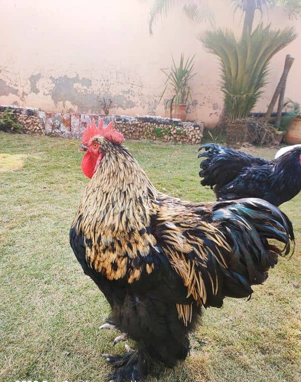 Golden Buff Breeders | Black Buff | Jawa Buff | Buff | Fancy Buff Male 1