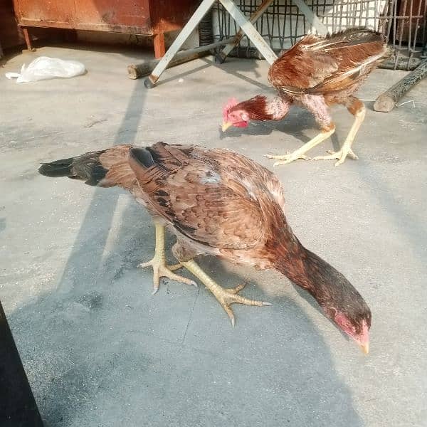 2 Aseel female for sale 0