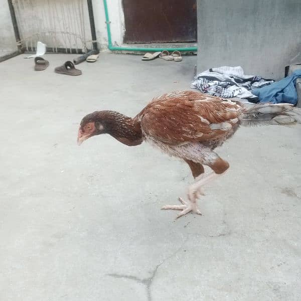 2 Aseel female for sale 2