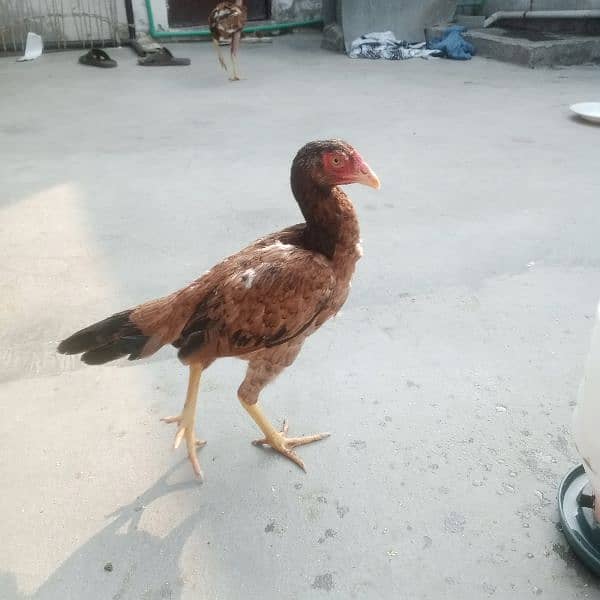 2 Aseel female for sale 3