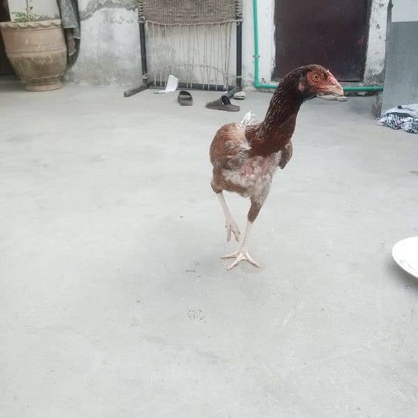 2 Aseel female for sale 4