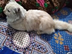 Persian cat male 8 month age ha fully active and taimed doll face