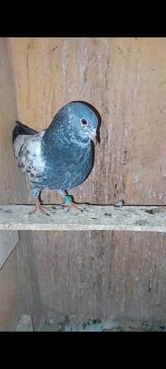 HIGH flyers baby pigeons for sale