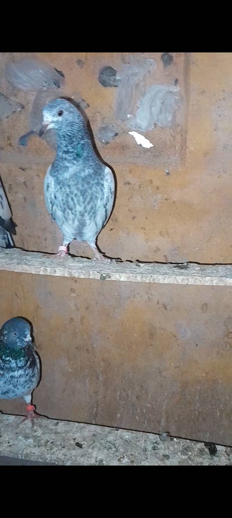 HIGH flyers baby pigeons for sale 2