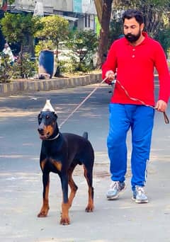 doberman 03234696626