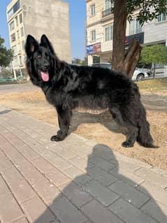 black German shepherd long haired puppy 7 b