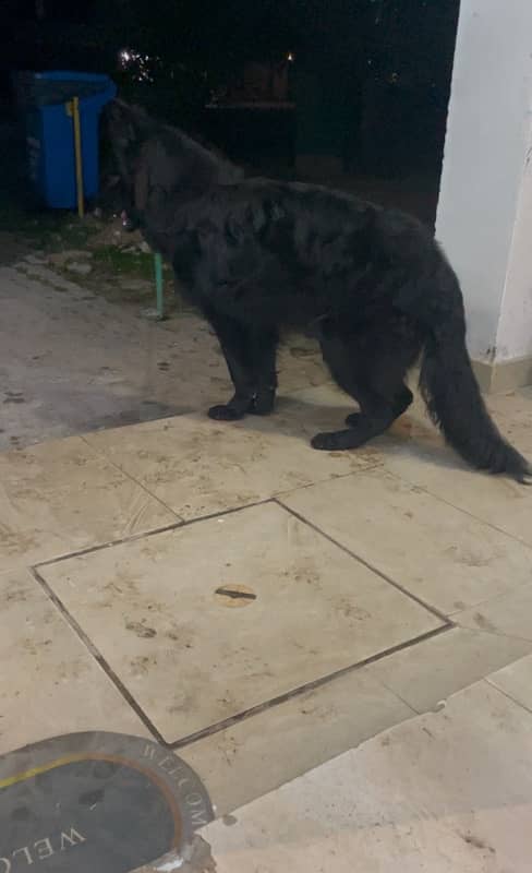 black German shepherd long haired puppy 7 b 1