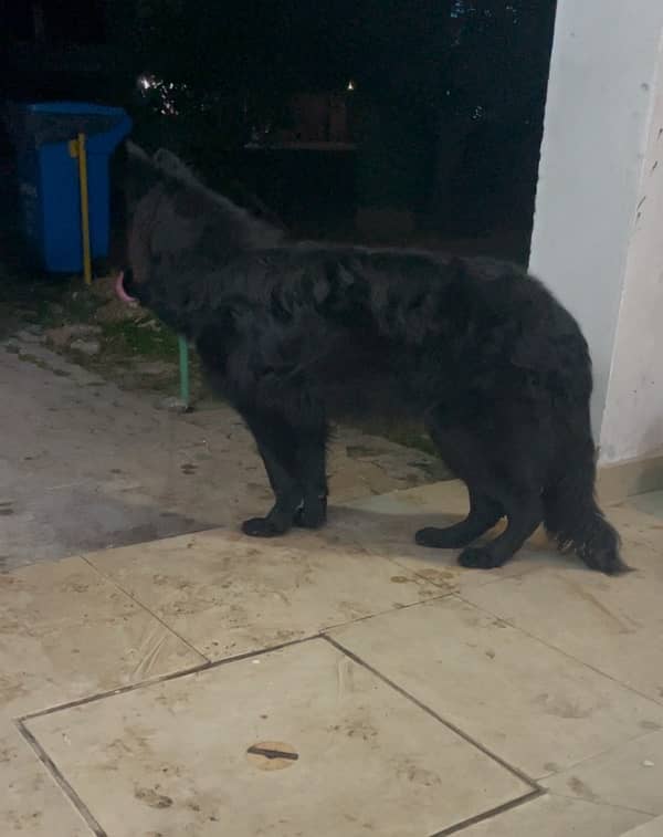 black German shepherd long haired puppy 7 b 2