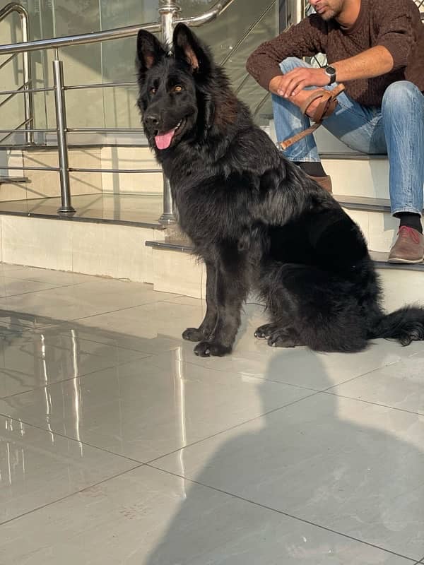 black German shepherd long haired puppy 7 b 3