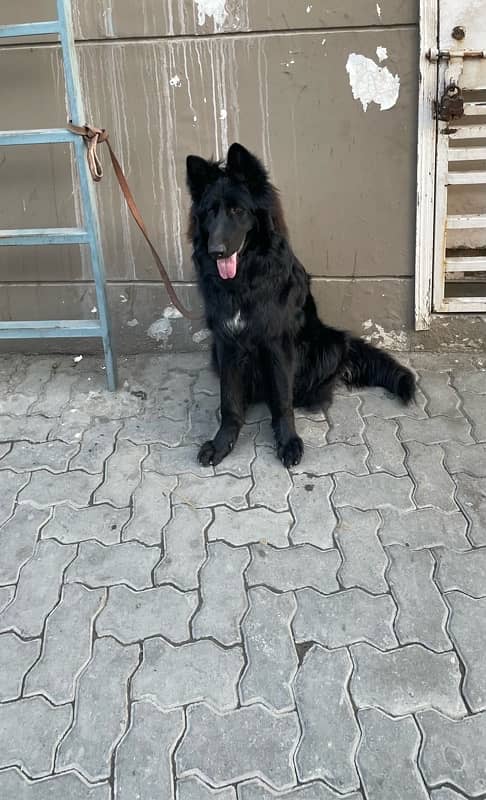 black German shepherd long haired puppy 7 b 4