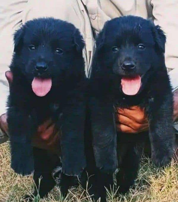 German shepherd Long Coat Male & Female  For Sale 03463649736 WhatsApp 0