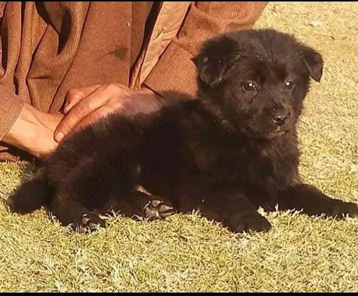 German shepherd Long Coat Male & Female  For Sale 03463649736 WhatsApp 2