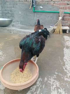 Pure Mianwali birds 03258000090