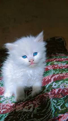 Blue eyes Persian kittens r available