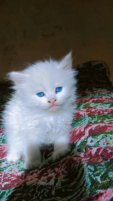 Blue eyes Persian kittens r available 0