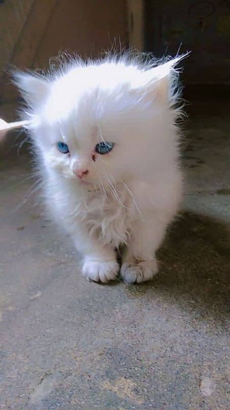 Blue eyes Persian kittens r available 2