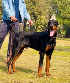 Doberman 03234696626